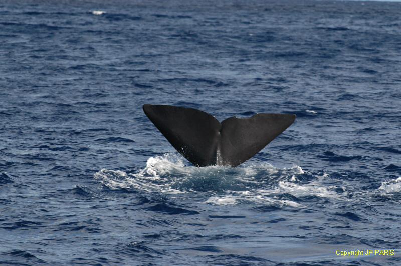 Sperm Whale